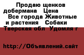 Продаю щенков добермана › Цена ­ 45 000 - Все города Животные и растения » Собаки   . Тверская обл.,Удомля г.